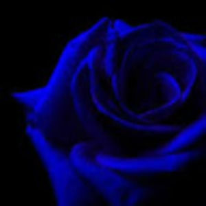 Meet your Posher, Rose